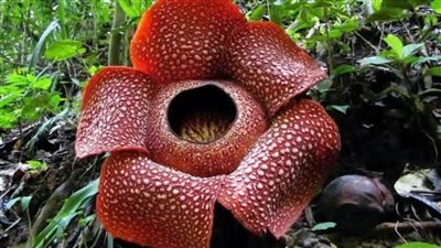 نبات مصاص الدماء.. يزهر مرة واحدة ويبلغ عمره أسبوعين 