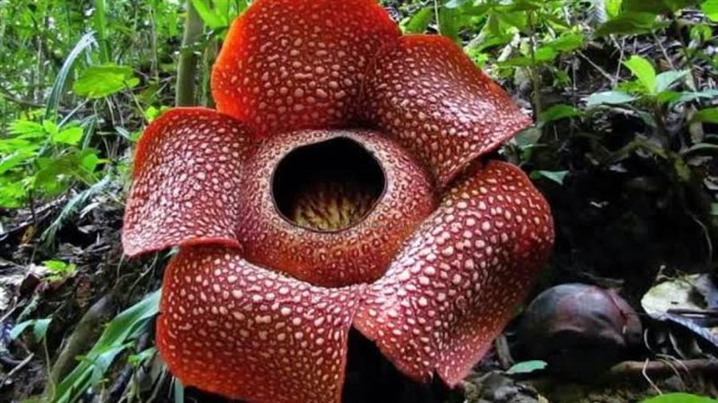 نبات مصاص الدماء