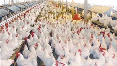 بيان عاجل من الزراعة بشأن مزاعم ذبح سلالات دواجن مصرية نادرة