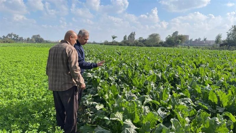 خلال تفقد محصول بنجر