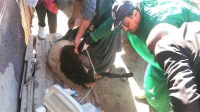 بيطري المنيا: تحصين 506 رأس ماشية خلال قافلة بيطرية علاجية مجانية بمركز ملوي