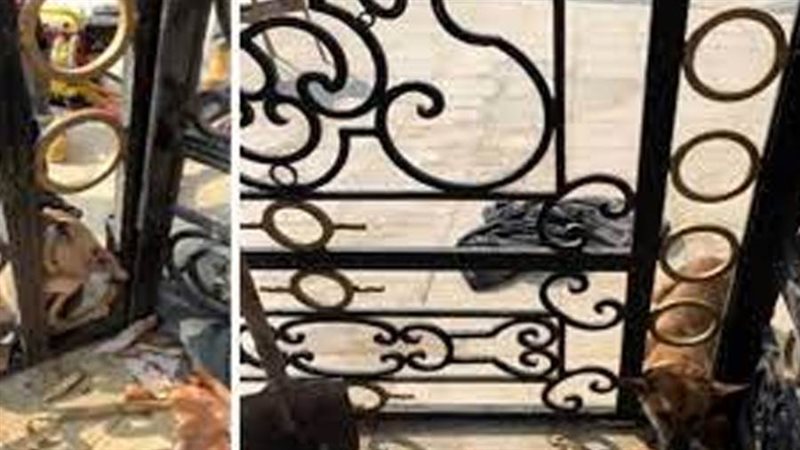 كلبا عالقا في بوابة