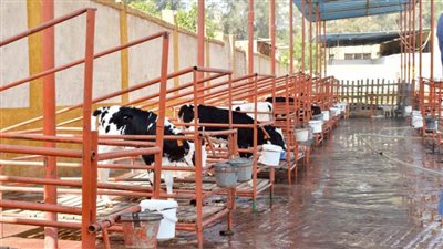 وزير الزراعة يزور مجموعة شركات هيلثي ميلك لتدشين مبادرة احلم بالشرقية 