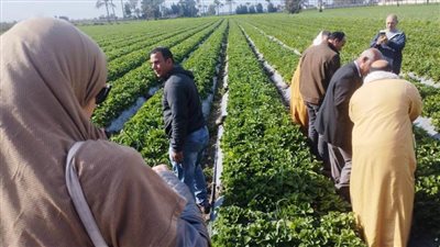 يوم حقلي عن المفترس الأكاروسي ودوره في خفض الإصابة الحشرية بالبحيرة 