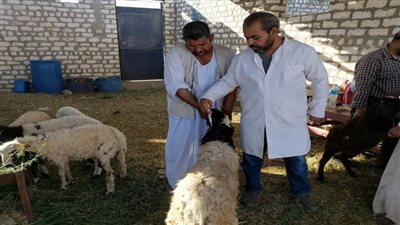 تحصين 114629 حيوانا ضد الحمى القلاعية والوادي المتصدع بالأقصر خلال 2023