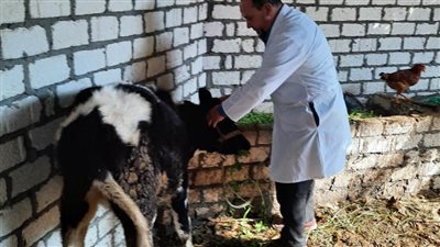 تحصين 41 ألف رأس ماشية ضد مرضي الحمى القلاعية والوادي المتصدع بالبحيرة