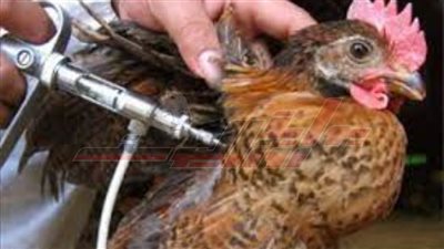 تحصين ٣٨٦٥٠ طائرًا بلقاح إنفلونزا الطيور حفاظًا على الثروة الداجنة بكفر الشيخ