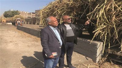 التموين: التعاقد على 34 ألف فدان قصب لتوريد 950 ألف طن لصالح مصنع أرمنت