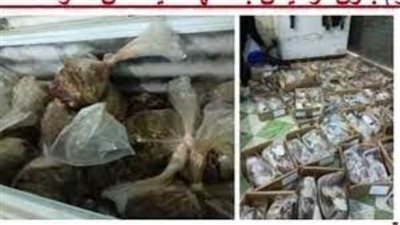 ضبط 1.180 طن لحوم فاسدة وطن سكر داخل مخزنين دون ترخيص بالقاهرة