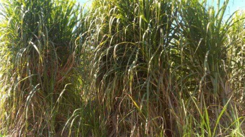 محصول القصب