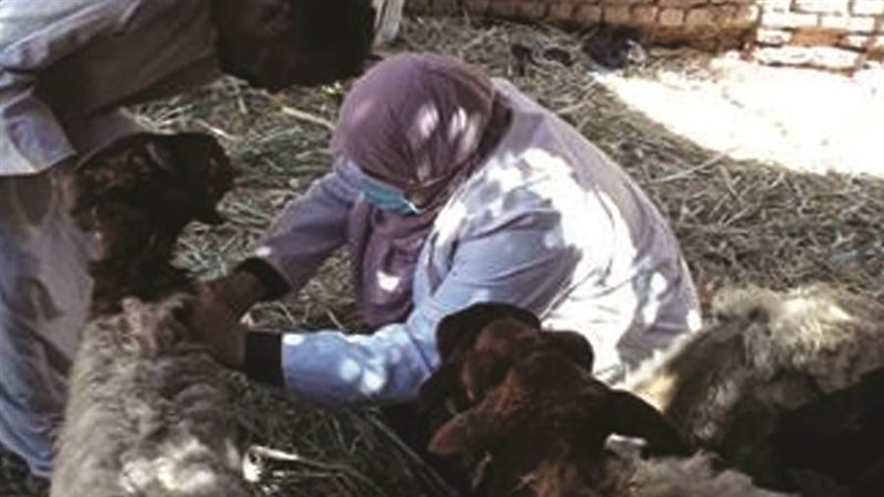 بيطري الغربية