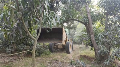 إزالة ورفع شجرة نخيل عقب سقوطها جراء شدة الرياح في قرية نفيشة