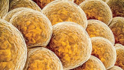 دراسة ألمانية: الخلايا الدهنية تساعد فى إصلاح الأعصاب التالفة