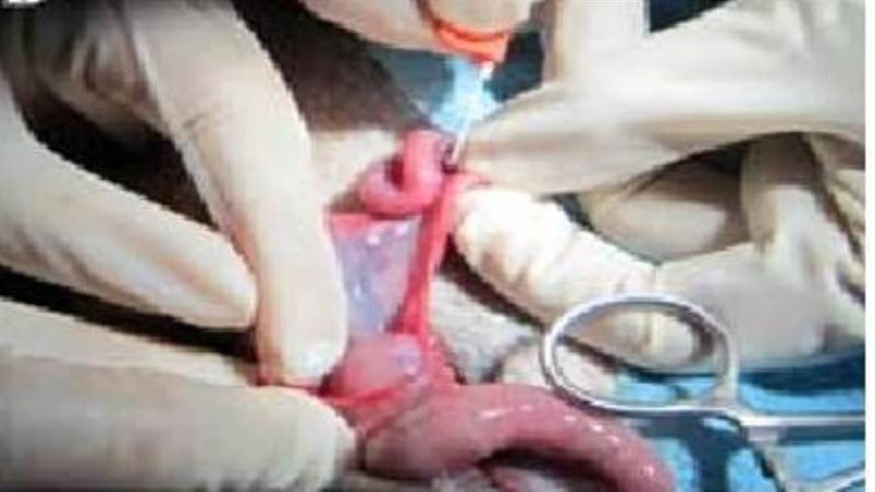 بويضات أبقار