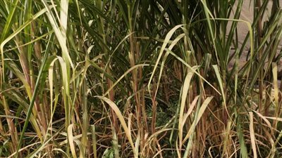 زراعة القصب بالشتل.. هل تنهي أزمة نقص المحصول؟