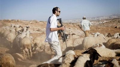 محتلون يطلقون النار على الأغنام ويطاردون الرعاة بمسافر يطا