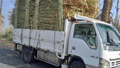 حلول برلمانية للحفاظ على صناعة السكر من القصب 