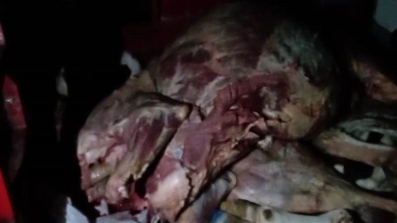 الطب البيطري... علاج