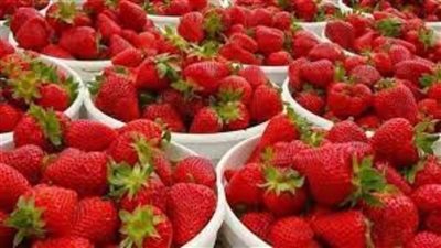 الزراعة توضح حقيقة حظر استيراد السعودية الفراولة