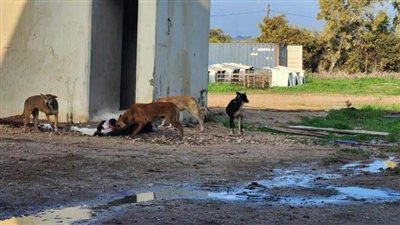 عاجل .. اقتحمت إسرائيل وألتهمت العجول 