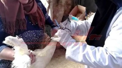 تحصين 75 ألف طائر متنوع بلقاح إنفلونزا الطيور بكفر الشيخ 