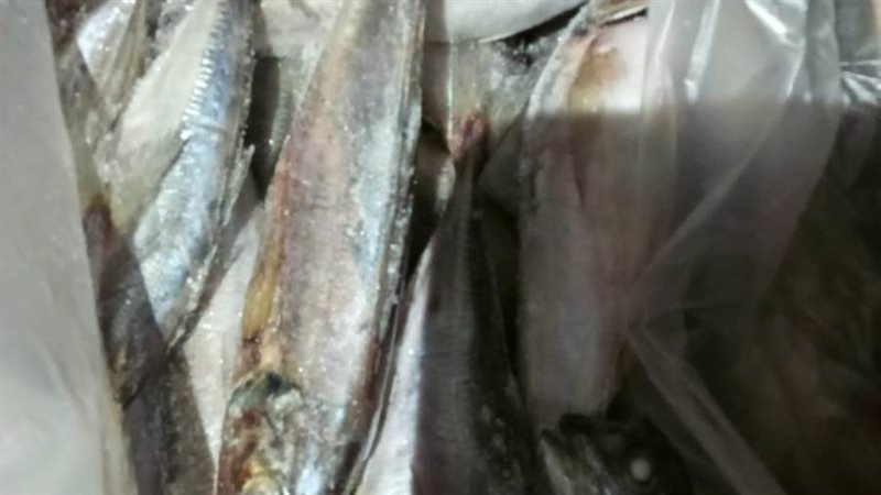 ضبط 5 طن أسماك غير