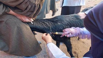 الزراعة تطلق قافلة بيطرية لعلاج وفحص الماشية ببني سويف