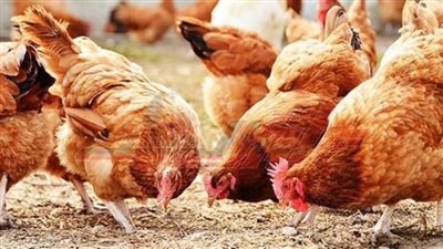 تحصين ٧٦ ألف طائر متنوع ضد الأمراض الوبائية بكفر الشيخ 