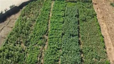 الداخلية تداهم أخطر البؤر الإجرامية لزراعة المخدرات بأسيوط عقب تبادل لإطلاق النار 