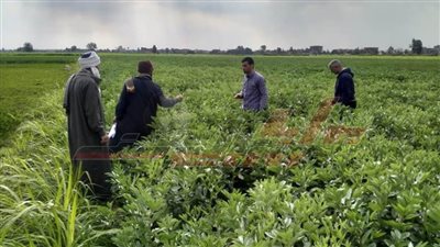 جهود مكثفة للمكافحة والإرشاد الزراعي فى فحص وعلاج الزراعات الشتوية