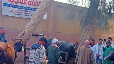 الزراعة تنظم قافلة بيطرية مجانية لعلاج ماشية صغار المربين ببني سويف 