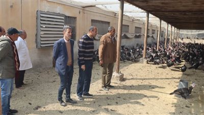 منافذ لبيع الرومي والدواجن والبيض ببني سويف 