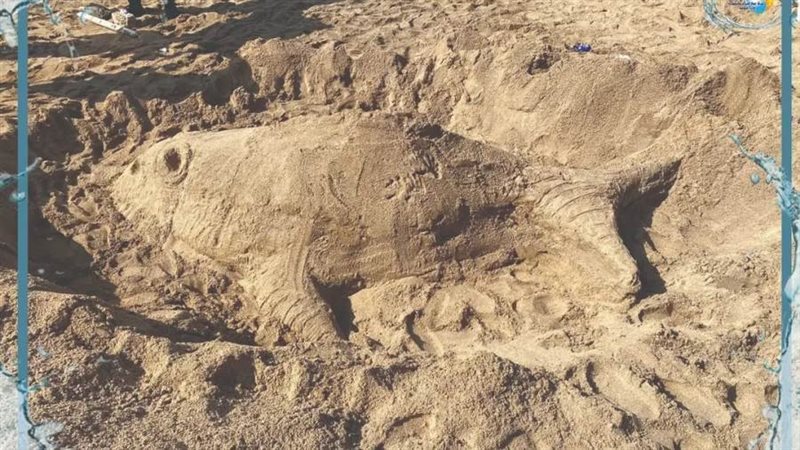 يوم توعوى بمهرجان