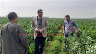 حملة مرورية علي الزراعات الشتوية ومراجعة صرف الأسمدة بكفر الشيخ