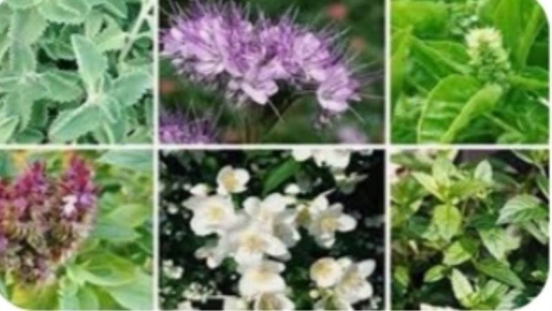 بالصور. الطب البديل