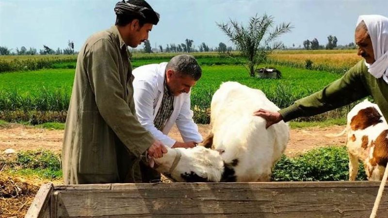 تحصين 130 ألف رأس