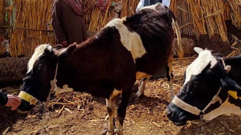 قافلة بيطرية