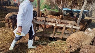 علاج وتحصين 155 ألف رأس ماشية ضد مرضى الجلد العقدي بالبحيرة