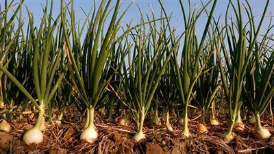 أمراض النباتات ُيصدر حزمة توصيات لمزارعي البصل والثوم 
