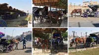 علف مجاني لأصحاب عربات الحنطور مقابل تجميع روث الخيول بالأقصر