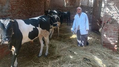 علاج وتحصين 102 ألف رأس ماشية ضد مرضى الجلد العقدي بالبحيرة