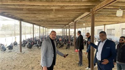 طرح منتجات مشروعات الدواجن من الطيور الحية ببني سويف 