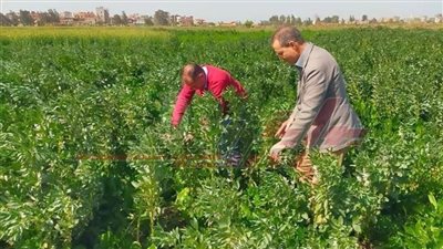 محافظ كفر الشيخ يتابع جهود الفرق الإرشادية التوعوية للمحاصيل الزراعية الشتوية