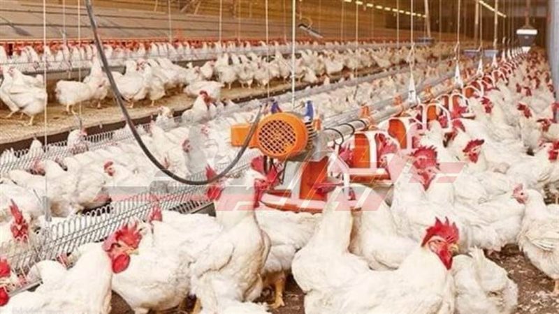 مزرعة دواجن