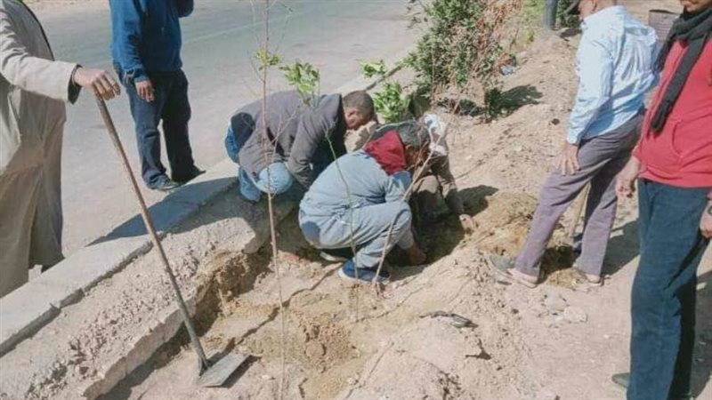 زراعة أشجار مثمرة