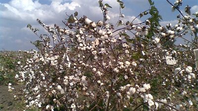 القصير يُصدر قرارًا بالخريطة الصنفية لمحصول القطن 2024