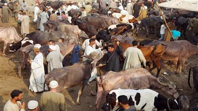 أجهزة الأمن تضبط لصوص المواشي في قنا