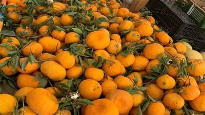 عاجل..وزير الزراعة يعلن فتح أسواق السلفادور أمام اليوسفي المصري