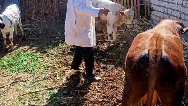 تحصين الماشية