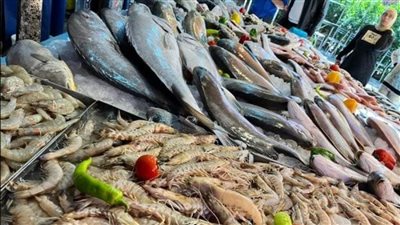 تعرّف على سعر السمك اليوم 17 مارس 2024